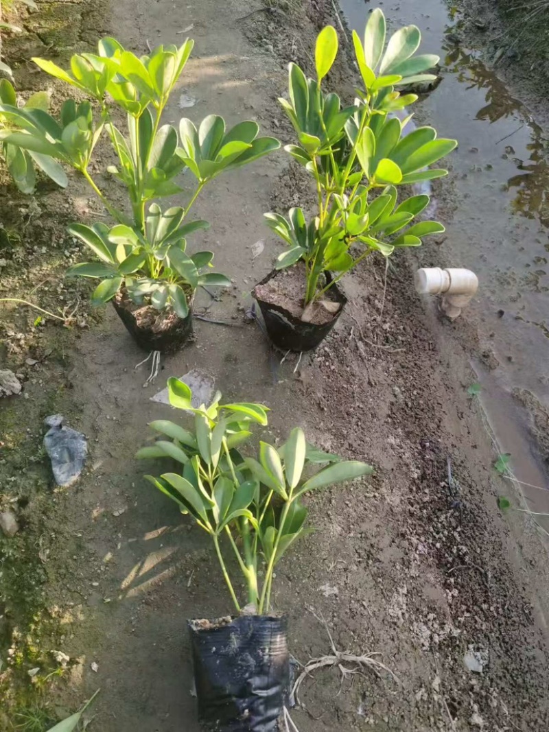 鸭脚木3斤袋7斤袋，各种规格，大量低价出售