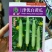 津优白黄瓜种子白玉青瓜春秋四季播高产甜脆水果黄瓜蔬菜