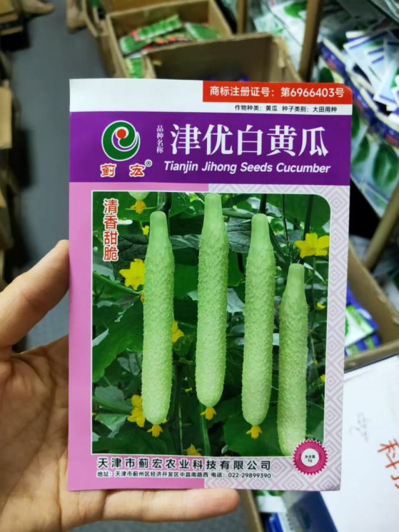 津优白黄瓜种子白玉青瓜春秋四季播高产甜脆水果黄瓜蔬菜