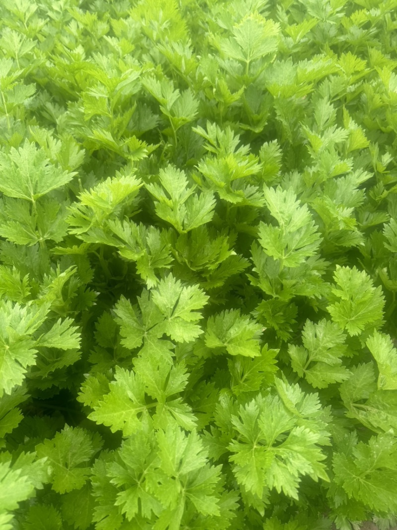 河南芹菜，夏邑芹菜，全国代发，需要老板联系，价格不高