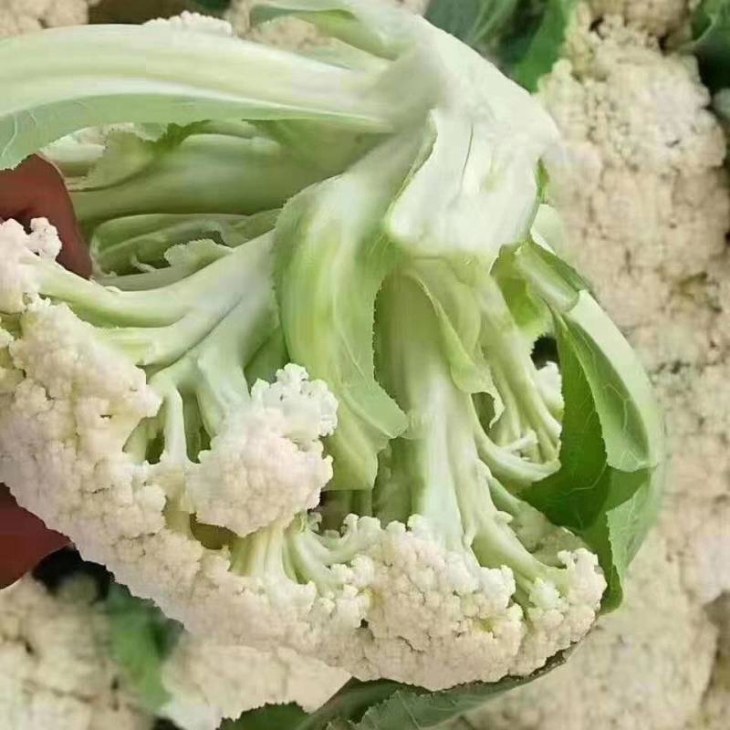 【精品】有机花，花菜，花椰菜，松花菜，万亩基地直销！