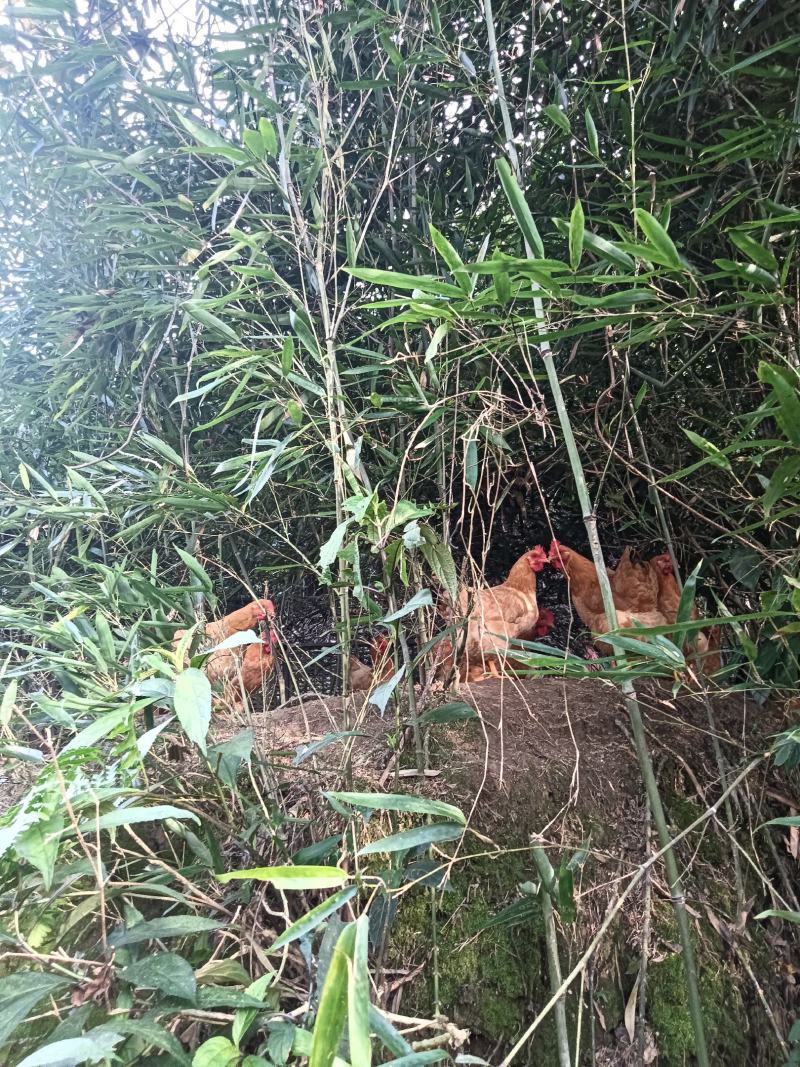 百顺镇河洞种养专业合作社林间散养原生态无污染肉质健康鲜美