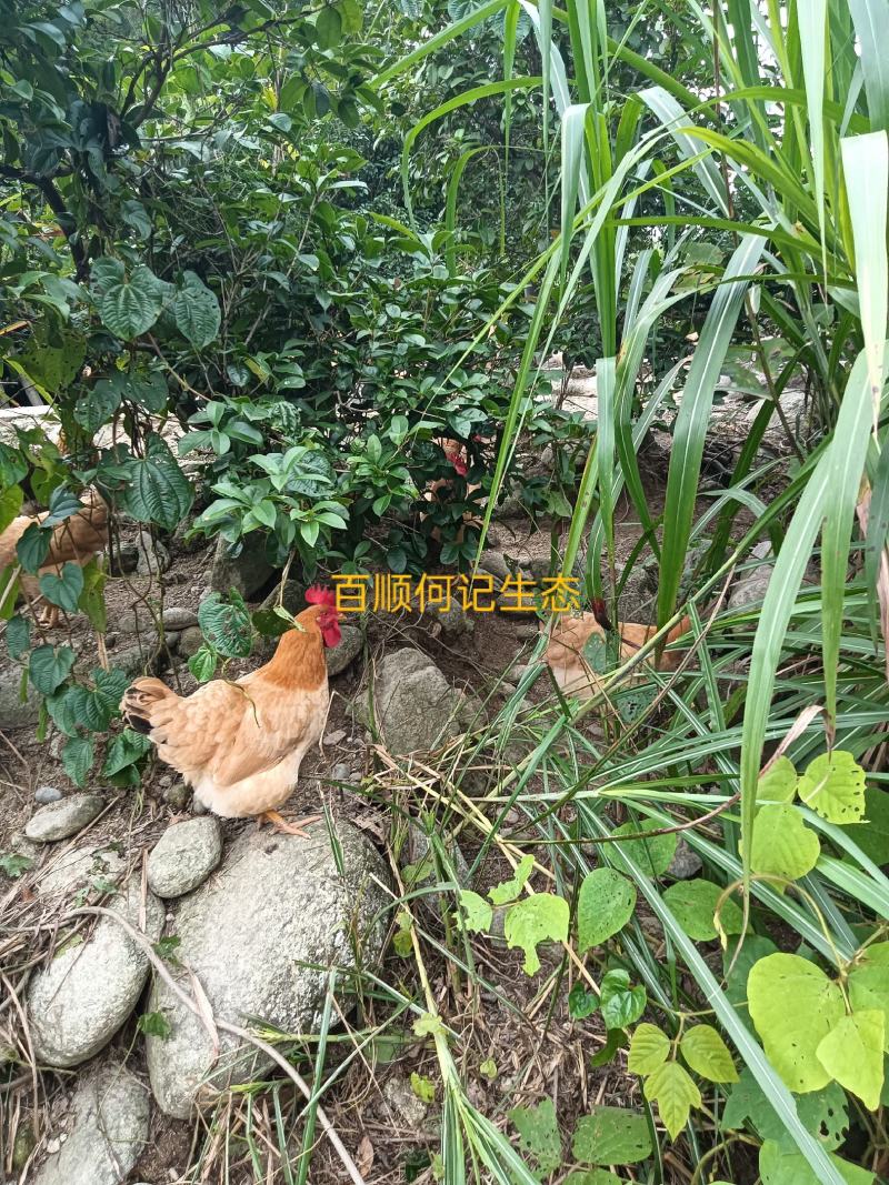 百顺镇河洞种养专业合作社林间散养原生态无污染肉质健康鲜美