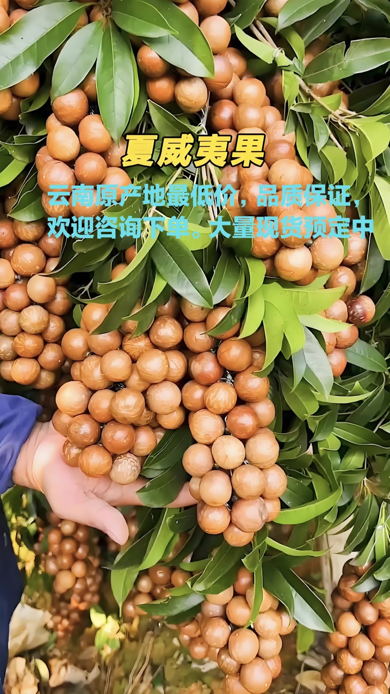 夏威夷果
