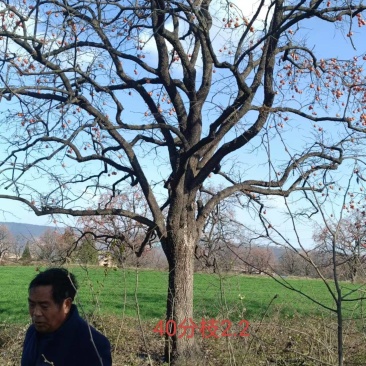 大柿树