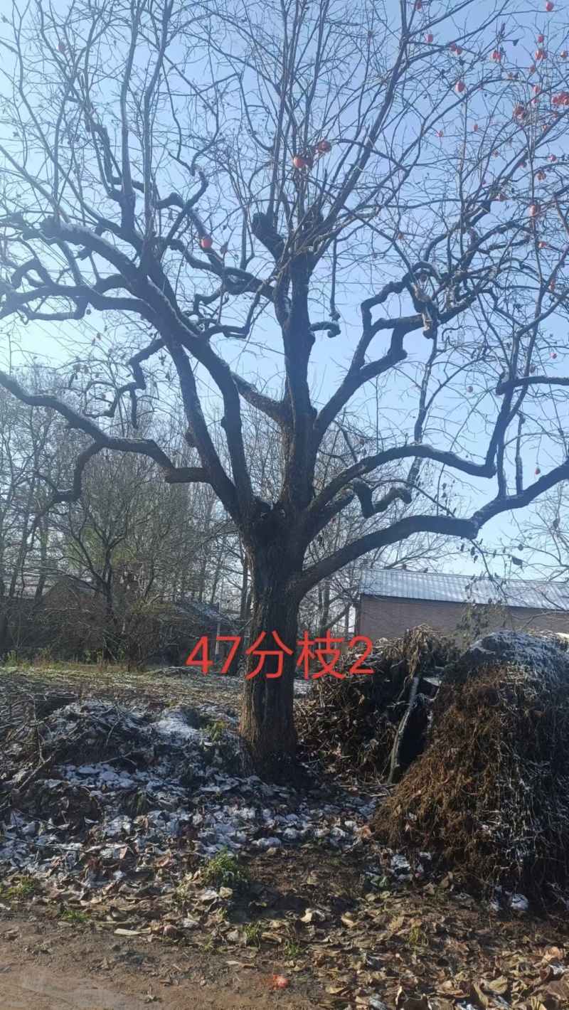 大柿树