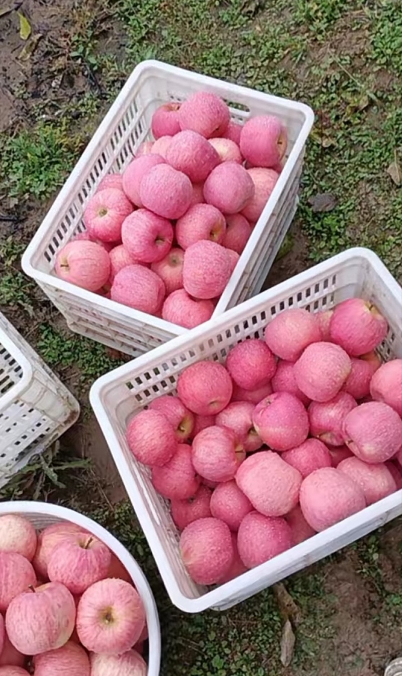 洛川红富士苹果🍎/陕西苹果/果农直发/全国代收代发