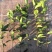广东高产油茶正宗优质白花软枝大果油茶树茶籽苗出油高的茶籽