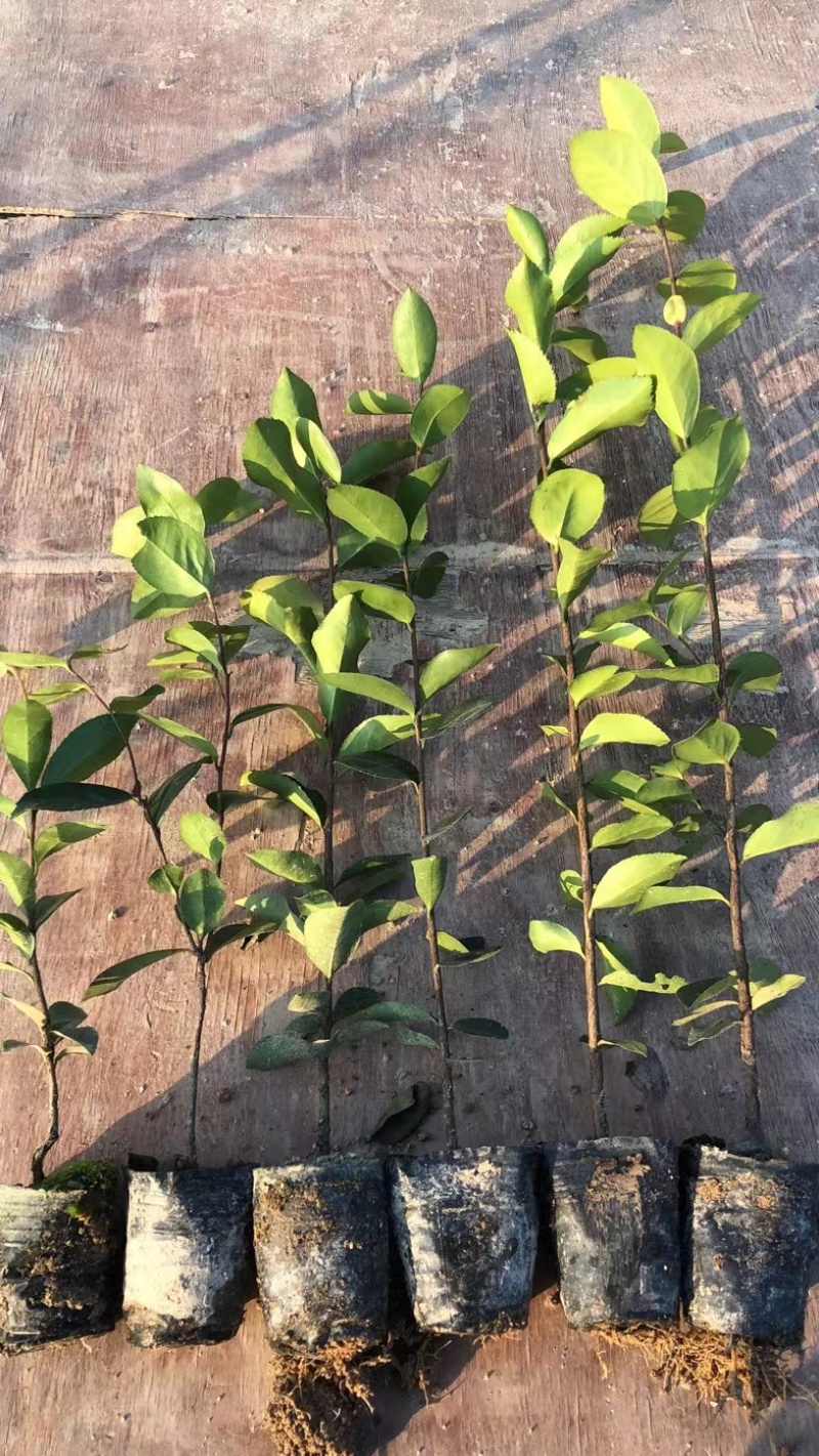 广东高产油茶正宗优质白花软枝大果油茶树茶籽苗出油高的茶籽