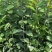 广东高产油茶正宗优质白花软枝大果油茶树茶籽苗出油高的茶籽