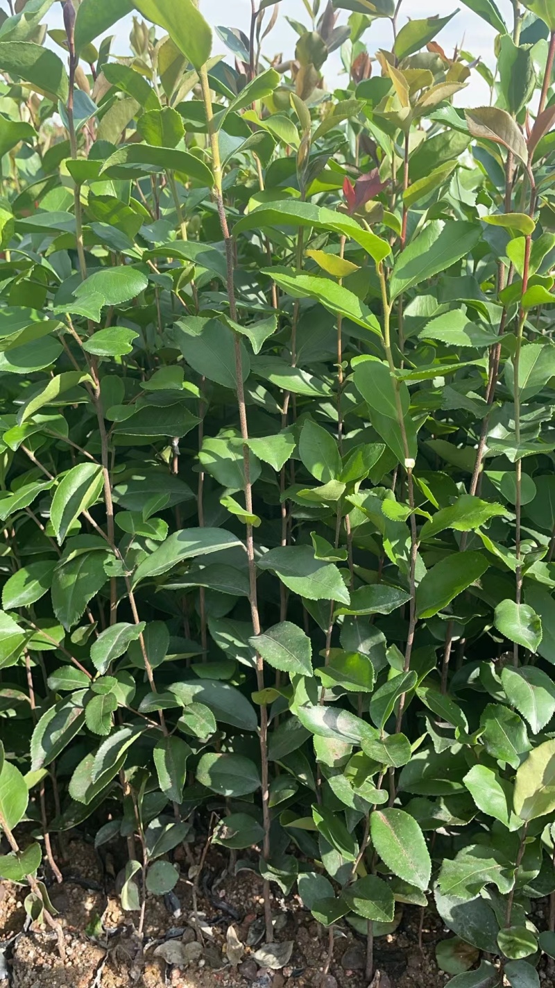 广东高产油茶正宗优质白花软枝大果油茶树茶籽苗出油高的茶籽