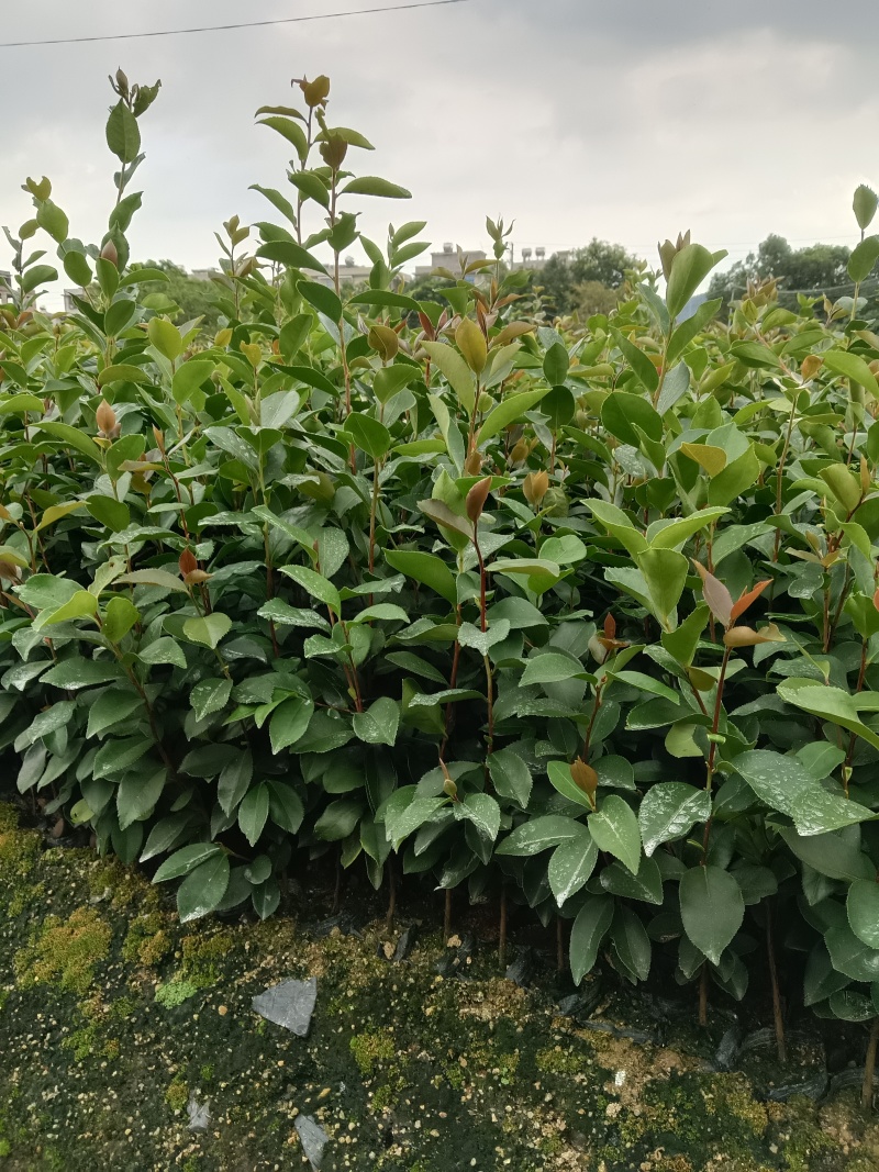 广东高产油茶正宗优质白花软枝大果油茶树茶籽苗出油高的茶籽