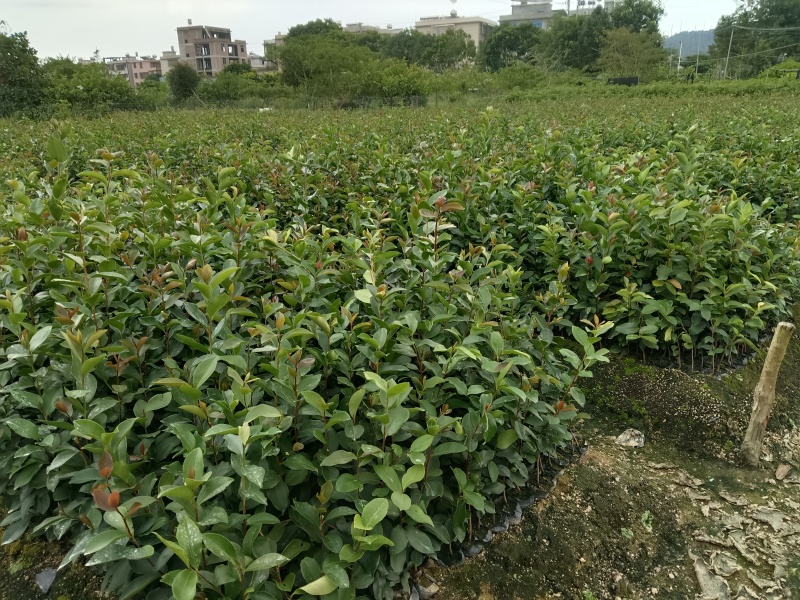 广东高产油茶正宗优质白花软枝大果油茶树茶籽苗出油高的茶籽