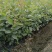 广东高产油茶正宗优质白花软枝大果油茶树茶籽苗出油高的茶籽