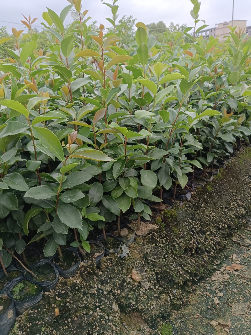 广东高产油茶正宗优质白花软枝大果油茶树茶籽苗出油高的茶籽