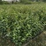 广东高产油茶正宗优质白花软枝大果油茶树茶籽苗出油高的茶籽