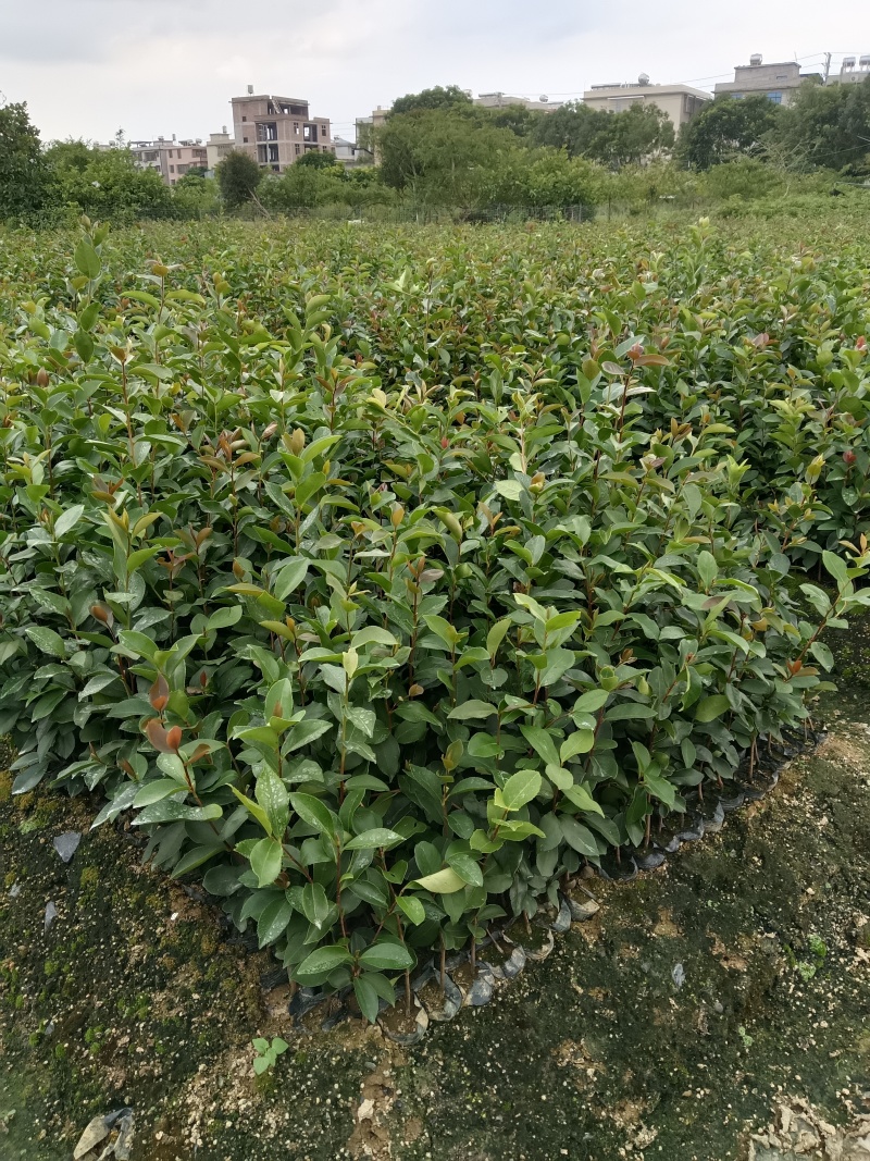 广东高产油茶正宗优质白花软枝大果油茶树茶籽苗出油高的茶籽