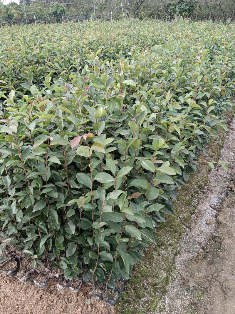 广东高产油茶正宗优质白花软枝大果油茶树茶籽苗出油高的茶籽
