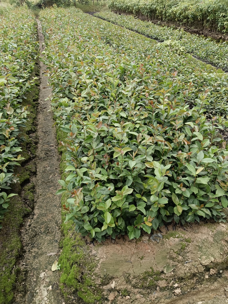 广东高产油茶正宗优质白花软枝大果油茶树茶籽苗出油高的茶籽