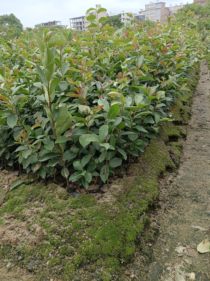 广东高产油茶正宗优质白花软枝大果油茶树茶籽苗出油高的茶籽