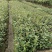 广东高产油茶正宗优质白花软枝大果油茶树茶籽苗出油高的茶籽