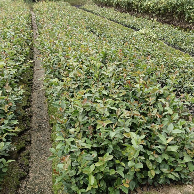 广东高产油茶正宗优质白花软枝大果油茶树茶籽苗出油高的茶籽
