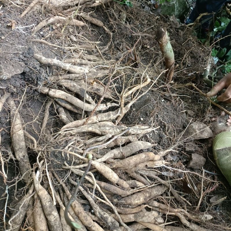 百部干货无硫酸产地直供大量供应品质好价格低欢迎来电