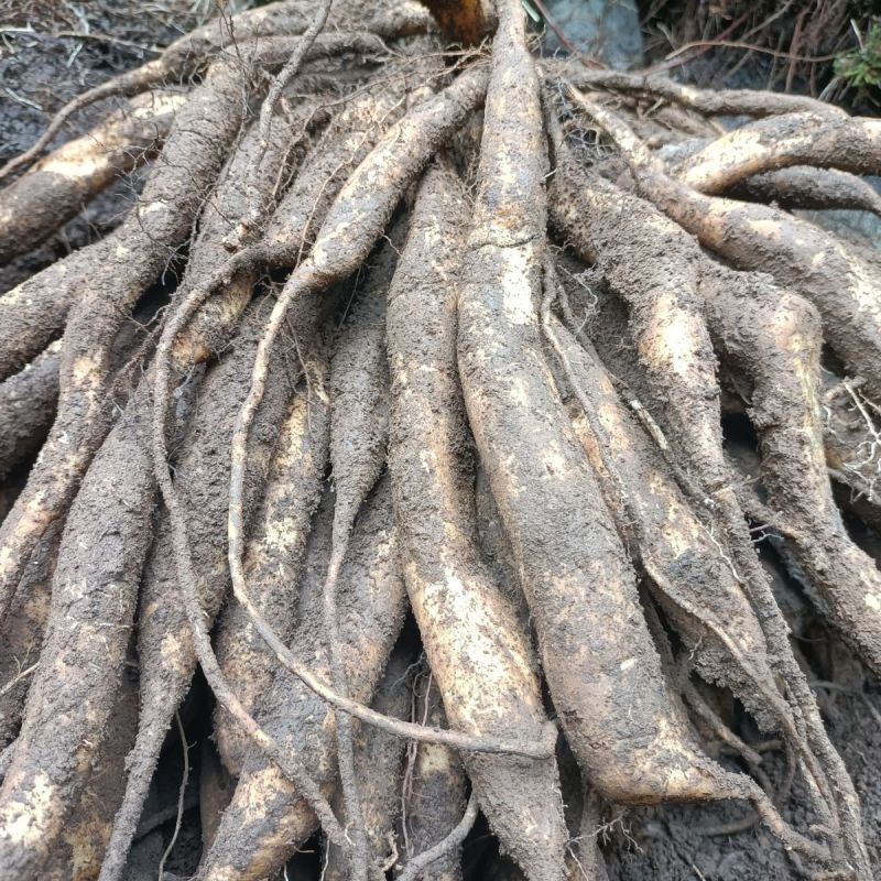 百部干货无硫酸产地直供大量供应品质好价格低欢迎来电
