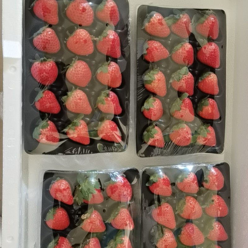 江苏精品红颜草莓/供应奶茶店蛋糕房/水果店/量大价优