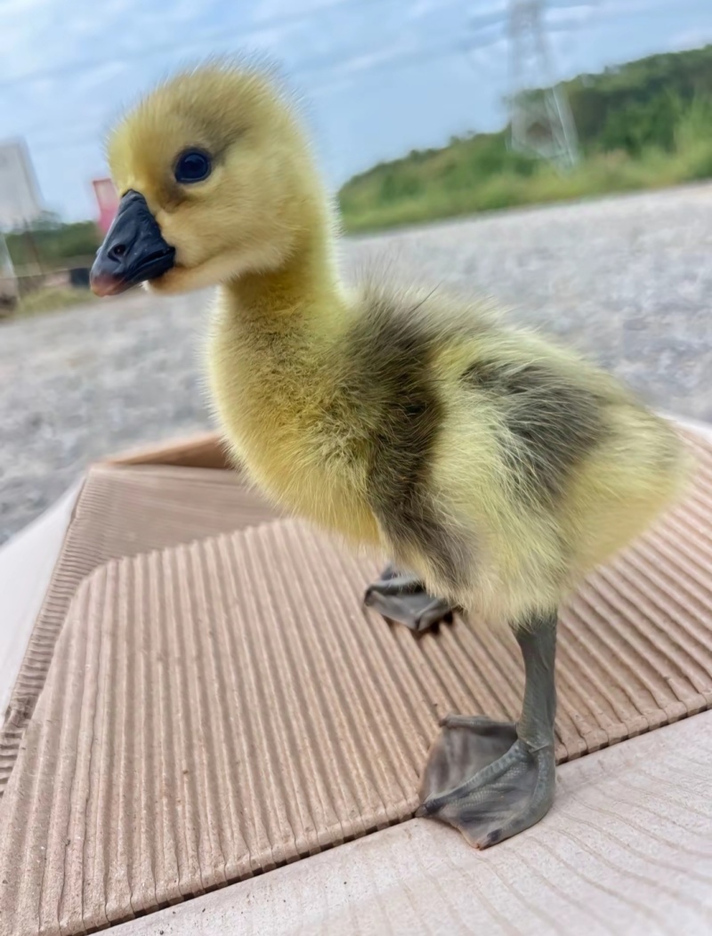 狮头鹅苗