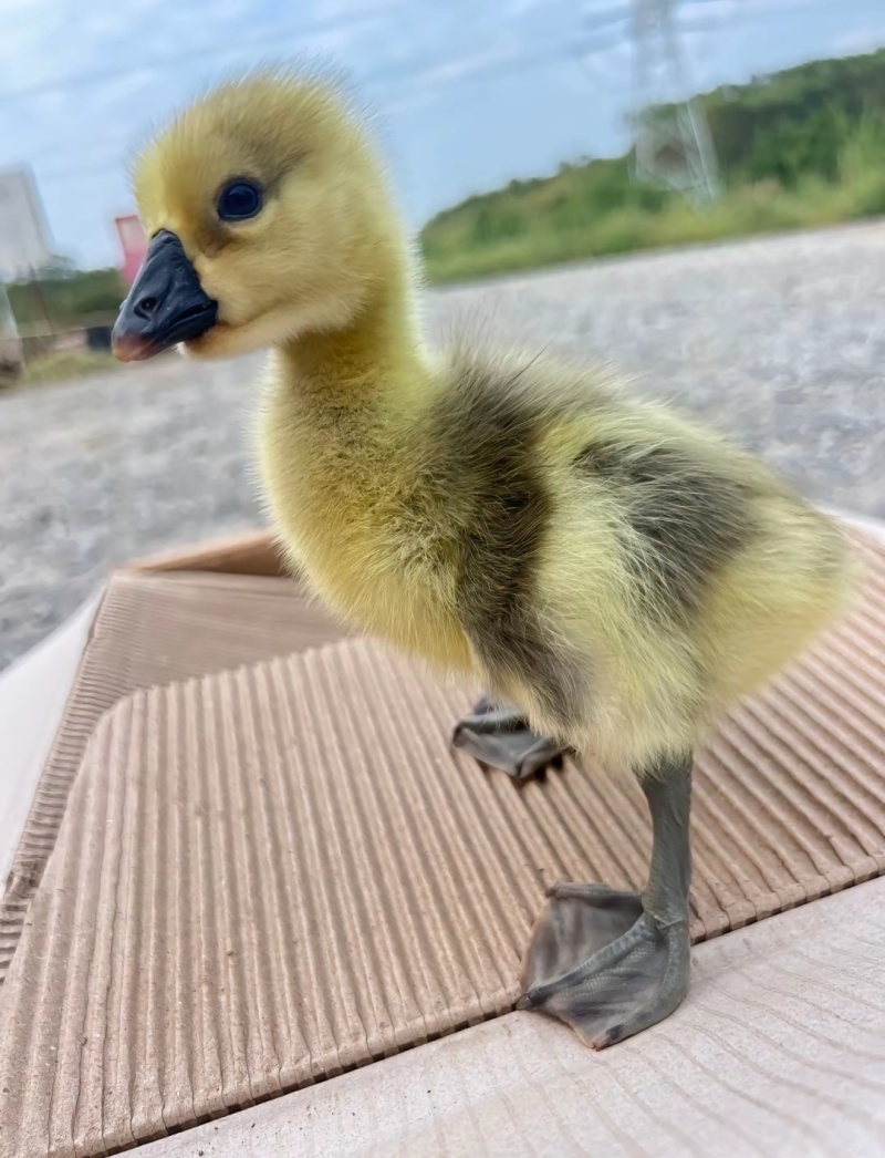 狮头鹅苗
