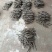 波姬红无花果枝条,保证品种质量提供技术指导服,