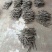 波姬红无花果枝条,保证品种质量提供技术指导服,