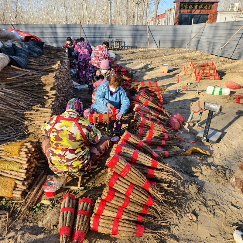 河北双棒山药多规格可选，货源充足，诚信待人欢迎联系