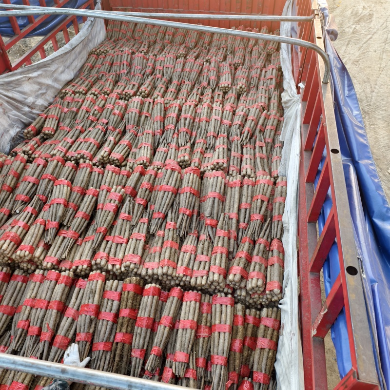 河北双棒山药多规格可选，货源充足，诚信待人欢迎联系