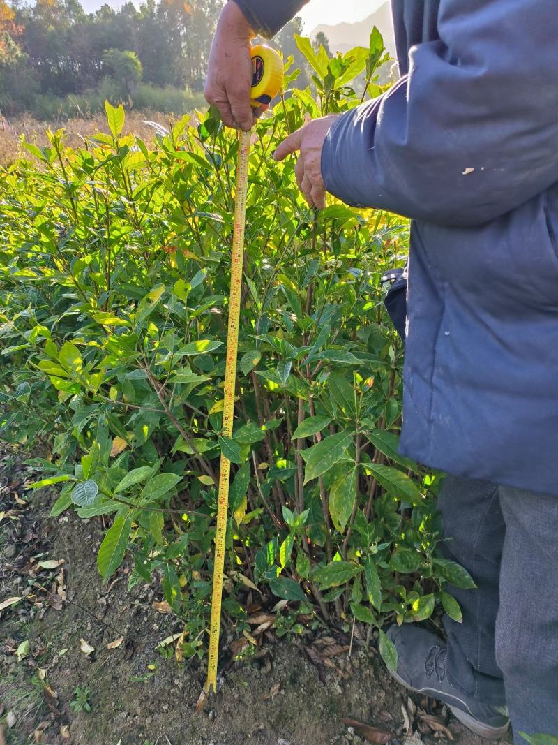 高产高效栀子苗(一年二年苗热销中地标优品！优惠大售销！