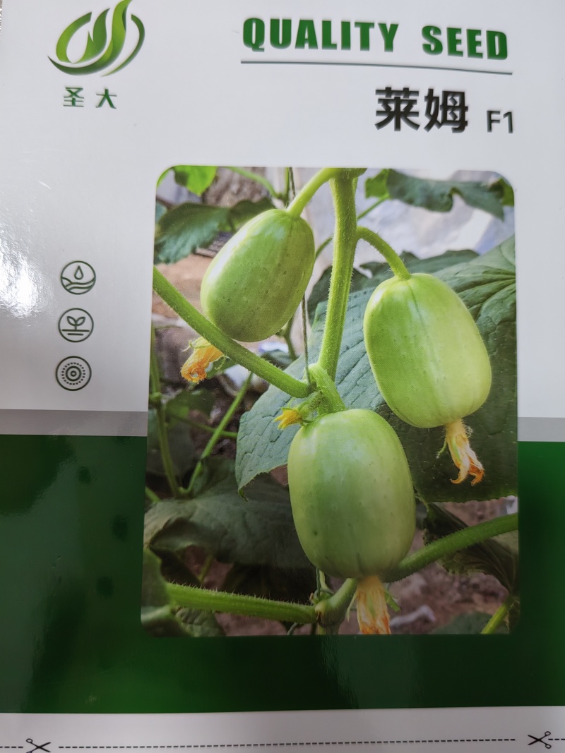 玉女黄瓜种子拇指黄瓜种子水果黄瓜种子金童玉女黄瓜种子