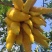 云南佛手