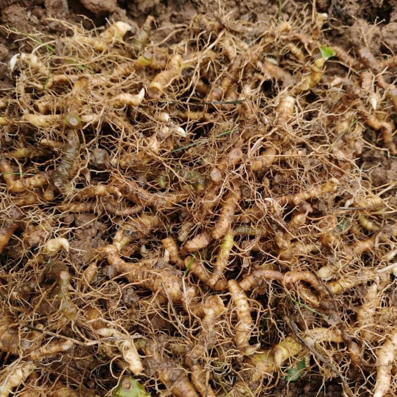 正宗野生玉竹新鲜现挖苗绿植盆景种苗小苗中药材小苗批发价中