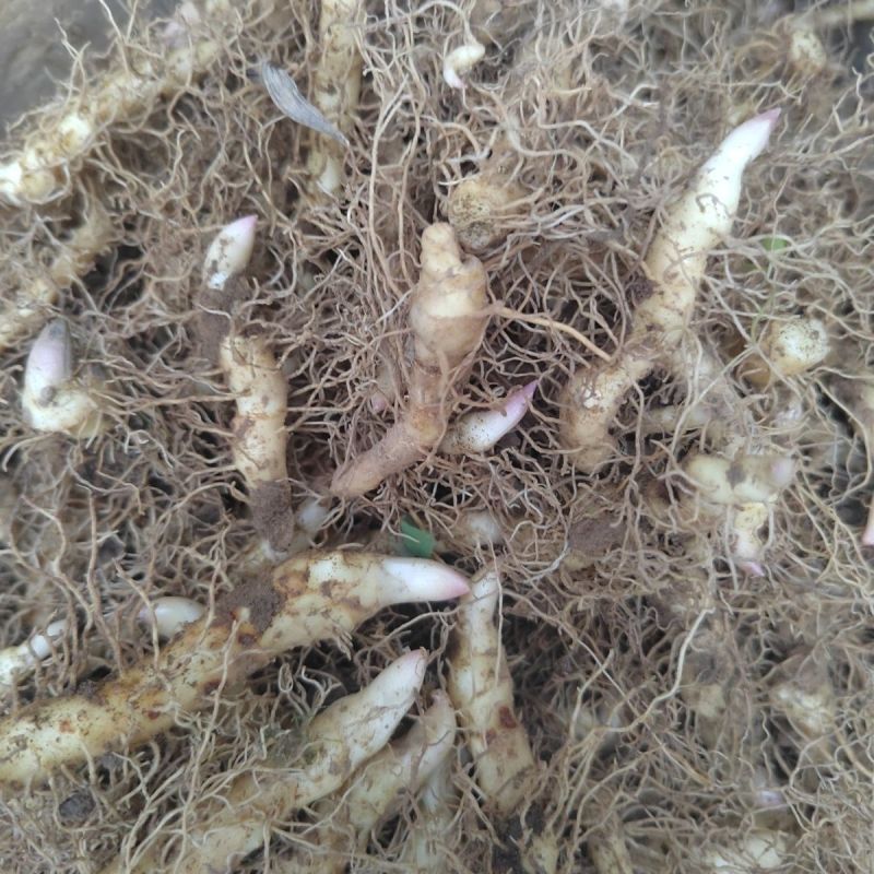 正宗野生玉竹新鲜现挖苗绿植盆景种苗小苗中药材小苗批发价中