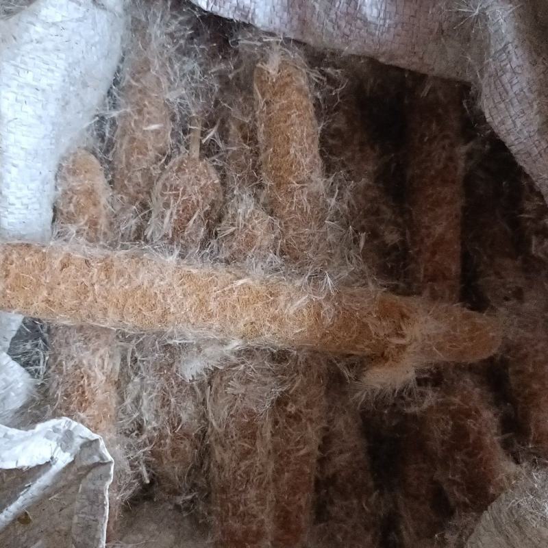 蒲棒，蒲黄棒