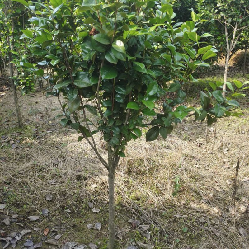 退田处理茶花树量大优惠规格齐全欢迎电联视频看货