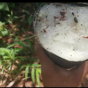 湿地松油脂大量有货，欢迎咨询