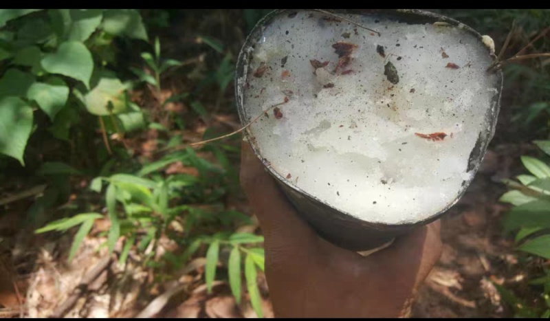 湿地松油脂大量有货，欢迎咨询