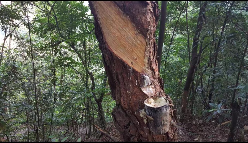 湿地松油脂大量有货，欢迎咨询