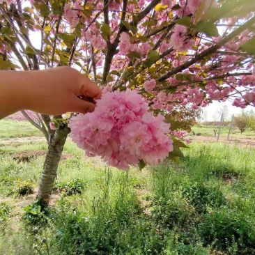 基地直销樱花树苗，樱花苗嫁接日本樱花，晚樱花花，嫁接早樱