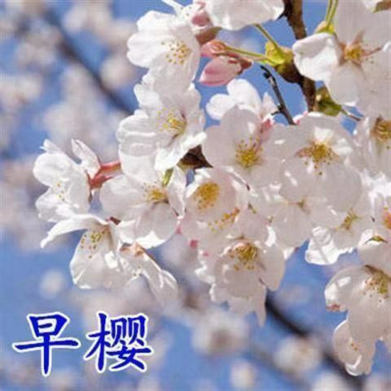 基地直销樱花树苗，樱花苗嫁接日本樱花，晚樱花花，嫁接早樱
