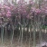基地直销樱花树苗，樱花苗嫁接日本樱花，晚樱花花，嫁接早樱