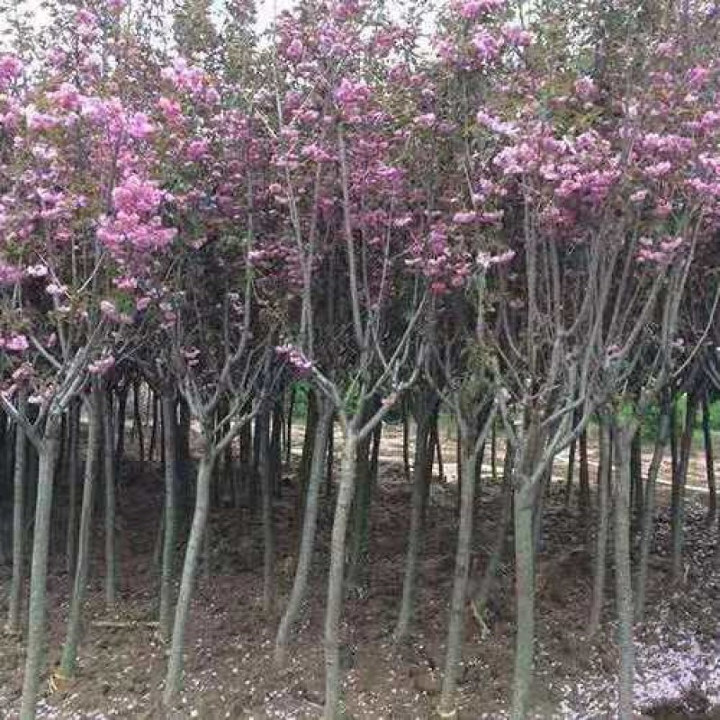 基地直销樱花树苗，樱花苗嫁接日本樱花，晚樱花花，嫁接早樱