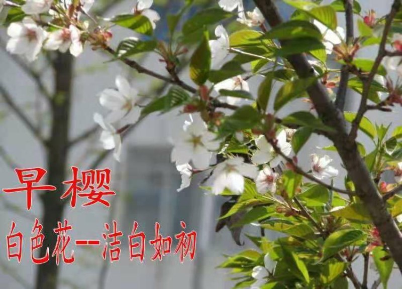 基地直销樱花树苗，樱花苗嫁接日本樱花，晚樱花花，嫁接早樱